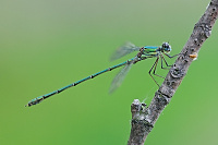 	8298.	 dlatka velk (Lestes viridis)