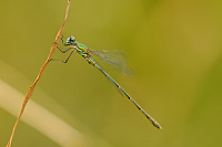 	A7129	 dlatka velk (Lestes viridis)