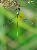 	A7182	 dlatka velk (Lestes viridis)