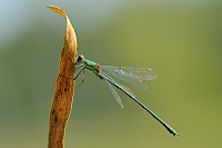 dlatka velk (Lestes viridis)