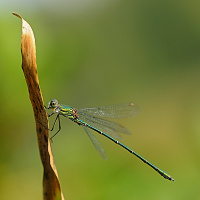 	A7209	 dlatka velk (Lestes viridis)