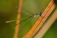 	A7343	 dlatka velk (Lestes viridis)
