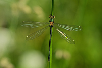 b3486 dlatka velk (Lestes viridis)