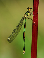 b3511 dlatka velk (Lestes viridis)