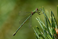 b6704 dlatka velk (Lestes viridis)