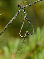 b6726 dlatka velk (Lestes viridis)