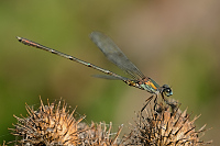 b7772 dlatka velk (Lestes viridis)