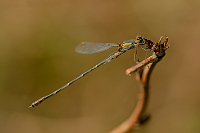 b8066 dlatka velk (Lestes viridis)