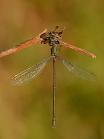 b8075 dlatka velk (Lestes viridis)