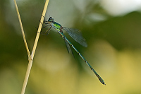 c10731 dlatka velk (Lestes viridis)