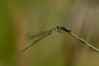 d3317. dlatka velk (Lestes viridis)