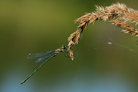 d3514. dlatka velk (Lestes viridis)