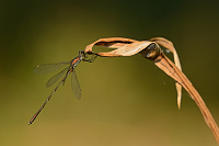 d3865. dlatka velk (Lestes viridis)