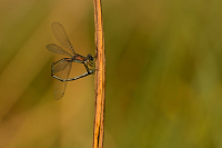d3922. dlatka velk (Lestes viridis)