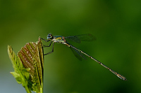 e3901. dlatka velk (Lestes viridis)