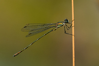 e3905. dlatka velk (Lestes viridis)