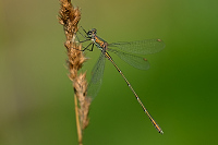 e3933. dlatka velk (Lestes viridis)