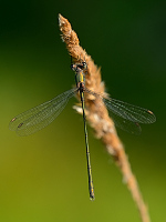 e3976. dlatka velk (Lestes viridis)