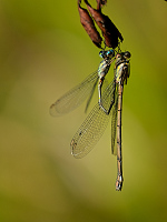 e4013. dlatka velk (Lestes viridis)