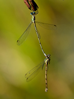 e4019. dlatka velk (Lestes viridis)