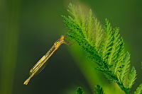 a0967 dlatka zelen (Lestes virens)