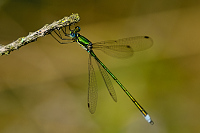 c8493. dlatka zelen (Lestes virens)