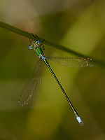 c8500. dlatka zelen (Lestes virens)