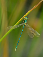 e2343. dlatka zelen (Lestes virens)