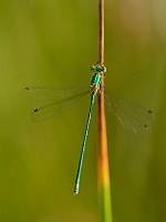 e2393. dlatka zelen (Lestes virens)