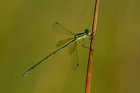 e2406. dlatka zelen (Lestes virens)