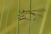 e3561. dlatka zelen (Lestes virens)