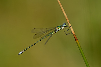 e3743. dlatka zelen (Lestes virens)