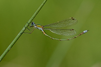 e3806. dlatka zelen (Lestes virens)