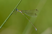 e3811. dlatka zelen (Lestes virens)