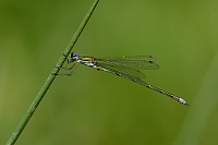 e3819. dlatka zelen (Lestes virens)