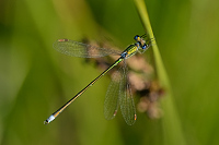 e3842. dlatka zelen (Lestes virens)