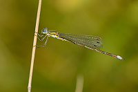e4049. dlatka zelen (Lestes virens)