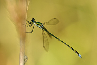 f3628. dlatka zelen (Lestes virens)