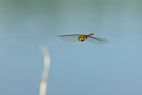 c4982 ��dlo �erven� (Aeschna isosceles)