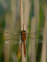 c5013 ��dlo �erven� (Aeschna isosceles)