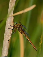 c5032 ��dlo �erven� (Aeschna isosceles)