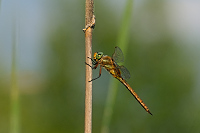 c5035 ��dlo �erven� (Aeschna isosceles)