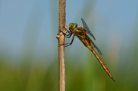 c5079 ��dlo �erven� (Aeschna isosceles)