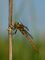 c5116 ��dlo �erven� (Aeschna isosceles)