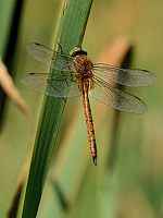 d2147. ��dlo �erven� (Aeschna isosceles)