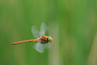 j0979. ��dlo �erven� (Aeschna isosceles)