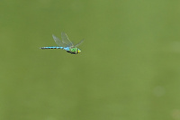 	A2339	 dlo krlovsk (Anax imperator)