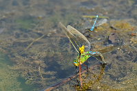 	A4113	 dlo krlovsk (Anax imperator)