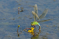 	A4123	 dlo krlovsk (Anax imperator)