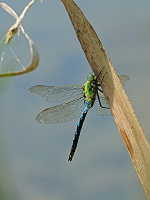 	A4199	 dlo krlovsk (Anax imperator)
